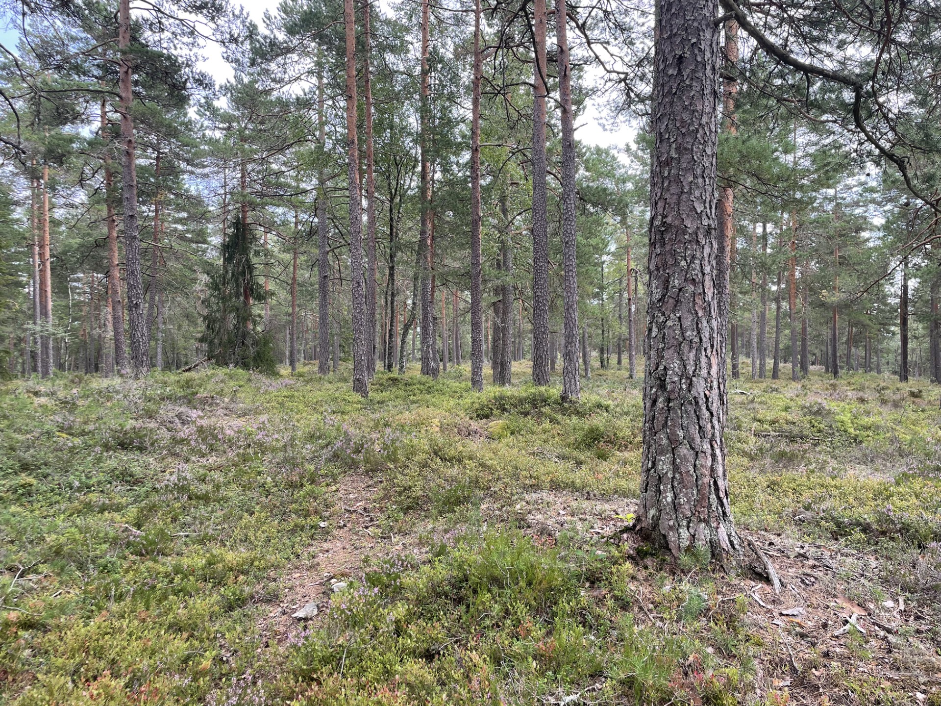 Skogtakst i Telemark - Selmer Landbrukstaksering